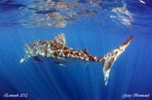 Exmouth Diving, Australie de l'Ouest Exmouth Diving, Australie de l'Ouest
